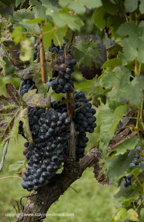 harvest_grapes